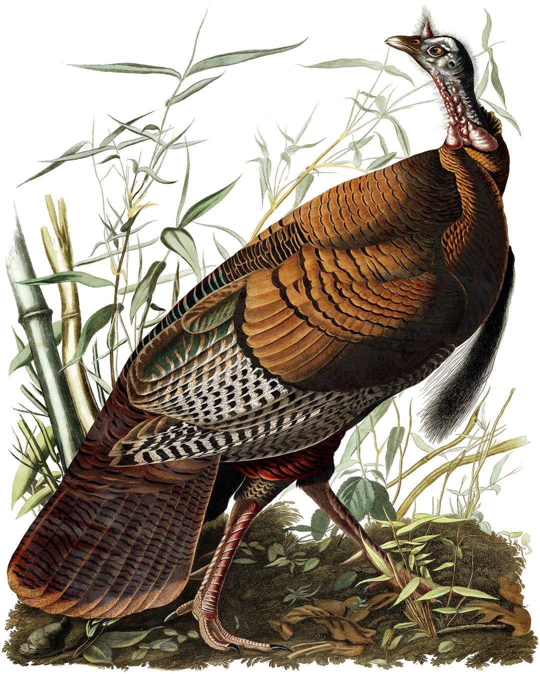 Den majestætiske vilde, amerikanske kalkun som den så ud ca. 1825. Fra John James Audubuns bog <i>The Birds of America</i> 1827-38. 